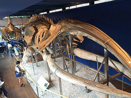 セミクジラの骨格