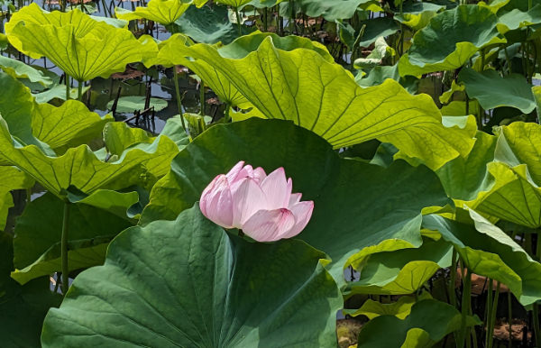 高田城のハス