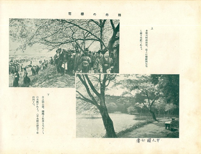 東京・多摩川井の頭公園の桜