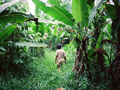 レイテ島のジャングル