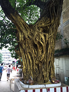 ミャンマーの黄金の木