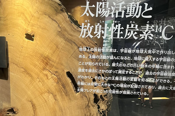 年輪で太陽フレアの増大も判明（国立科学博物館）