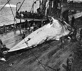 捕鯨船で解体されるクジラ