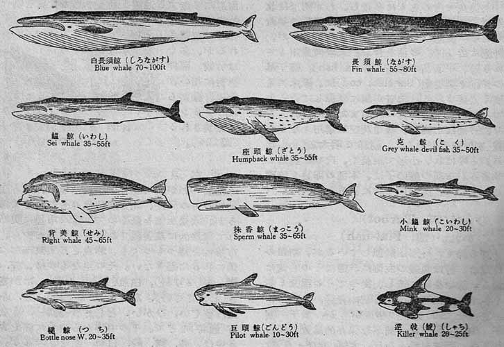 クジラの種類